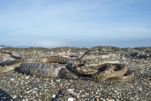 Galapagos racer snakes (Pseudalsophis biserialis) trying to get at iguana hatchling Galapagos racer snakes (Pseudalsophis biserialis) trying to get at iguana hatchling