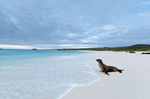 Galapagos sea lion (Zalophus wollebaeki) looking out to sea on sandy beach. Endangered Galapagos sea lion (Zalophus wollebaeki) looking out to sea on sandy beach. Endangered