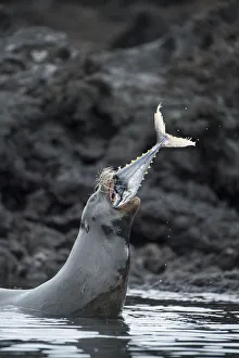 Galapagos sea lion (Zalophus wollebaeki) hunting tuna Galapagos sea lion (Zalophus wollebaeki) hunting tuna