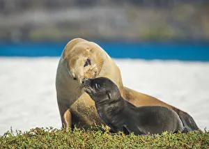 Galapagos sea lion (Zalophus wollebaeki) female and pup, Punta Albemarle, Isabela Island Galapagos sea lion (Zalophus wollebaeki) female and pup, Punta Albemarle, Isabela Island