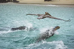 Galapagos sea lion (Zalophus wollebaeki) and Brown pelican (Pelecanus occidentalis Galapagos sea lion (Zalophus wollebaeki) and Brown pelican (Pelecanus occidentalis
