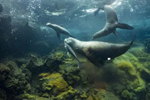 Galapagos sea lions (Zalophus wollebaeki) hunting tuna Galapagos sea lions (Zalophus wollebaeki) hunting tuna