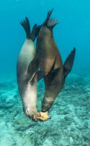 Galapagos sea lions (Zalophus wollebaeki) sub adult males playing with starfish Galapagos sea lions (Zalophus wollebaeki) sub adult males playing with starfish