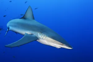 Galapagos Shark (Charcharhinus galapagensis), Roca Partida islet Galapagos Shark (Charcharhinus galapagensis), Roca Partida islet