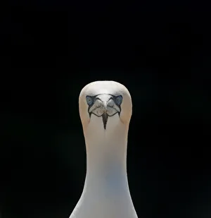 Gannet (Morus bassanus) adult portrait. Shetland Islands, Scotland, UK, September Gannet (Morus bassanus) adult portrait. Shetland Islands, Scotland, UK, September