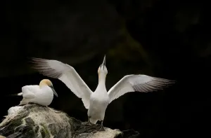 Gannet (Morus bassanus) adult stretching its wings. Shetland Islands, Scotland, UK, September Gannet (Morus bassanus) adult stretching its wings. Shetland Islands, Scotland, UK, September