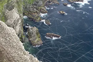 Gannet (Morus bassanus) breeding colony, long exposure showing flight trails Gannet (Morus bassanus) breeding colony, long exposure showing flight trails