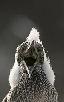 Gannet (Morus bassanus) chick with fluffy with mouth open. Shetland Islands, Scotland, UK, August Gannet (Morus bassanus) chick with fluffy with mouth open. Shetland Islands, Scotland, UK, August