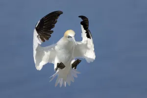 Gannet (Morus bassanus) in flight landing in the colony, Bass Rock, Scotland, UK, July Gannet (Morus bassanus) in flight landing in the colony, Bass Rock, Scotland, UK, July