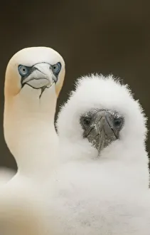 Uk wildlife august/gannet morus bassanus fluffy chick parent Uk wildlife august/gannet morus bassanus fluffy chick parent