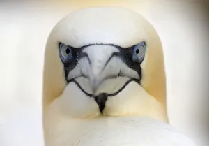 Gannet (Morus bassanus) head portrait, Saltee Islands, Ireland, June 2009 WWE BOOK Gannet (Morus bassanus) head portrait, Saltee Islands, Ireland, June 2009 WWE BOOK