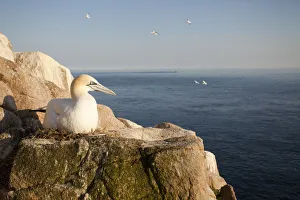 Gannet (Morus bassanus) on nest on cliff. June 2010 Gannet (Morus bassanus) on nest on cliff. June 2010