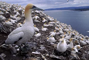 Gannet nesting colony on Bass Rock, UK Gannet nesting colony on Bass Rock, UK