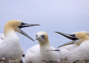 Two Gannets (Morus bassanus) squabbling, watched by another in the background Two Gannets (Morus bassanus) squabbling, watched by another in the background