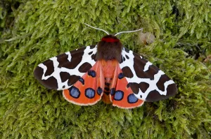 Garden tiger moth (Arctia caja) Killard Point NNR, Ballyhornan, County Down, Northern Ireland Garden tiger moth (Arctia caja) Killard Point NNR, Ballyhornan, County Down, Northern Ireland