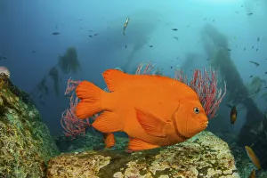 Garibaldi (Hypsypops rubicundus) in forest of giant kelp Garibaldi (Hypsypops rubicundus) in forest of giant kelp