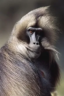 Gelada baboon mature male portrait with wind blown hair (Theropithecus gelada) Simien Mountains NP Gelada baboon mature male portrait with wind blown hair (Theropithecus gelada) Simien Mountains NP