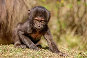 Ethiopian Wildlife Prints: Gelada baboon (Theropithecus gelada) infant
