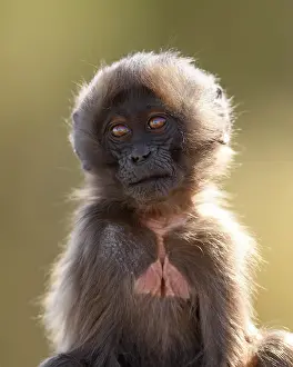 Ethiopian Wildlife Prints: Gelada baboon (Theropithecus gelada) infant