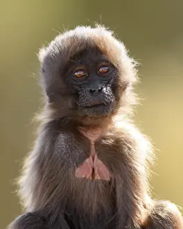 Ethiopian Wildlife Prints: Gelada baboon (Theropithecus gelada) infant