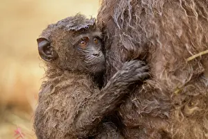 Ethiopian Wildlife Prints: Gelada baboon (Theropithecus gelada) infant