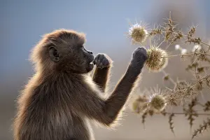 Old World Monkeys Africa Prints: Gelada baboon (Theropithecus gelada) juvenile