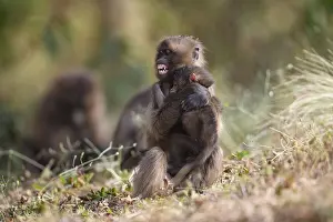 Gelada Baboon Prints: Gelada baboon (Theropithecus gelada) juvenile