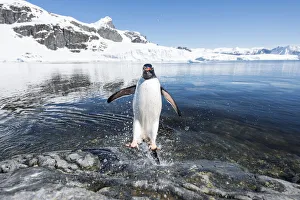 Gentoo Penguin (Pygoscelis papua) coming in from the sea, Cuverville Island, Antarctic Peninsula Gentoo Penguin (Pygoscelis papua) coming in from the sea, Cuverville Island, Antarctic Peninsula
