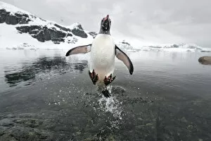 Animal Feet Collection: Gentoo Penguin (Pygoscelis papua) jumping out of the sea, Cuverville Island, Antarctic Peninsula