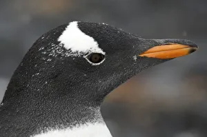 Gentoo penguin (Pygoscelis papua) portrait, Antarctica Gentoo penguin (Pygoscelis papua) portrait, Antarctica
