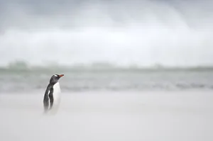 Gentoo Penguin {Pygoscelis papua} on sandy beach, with ocean in background, Falkland Gentoo Penguin {Pygoscelis papua} on sandy beach, with ocean in background, Falkland