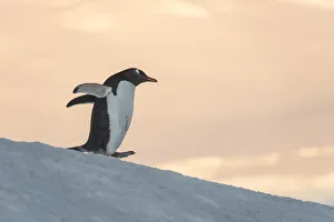 Gentoo Penguin (Pygoscelis papua) Wiencke Island, Antarctic Peninsula, Antarctica Gentoo Penguin (Pygoscelis papua) Wiencke Island, Antarctic Peninsula, Antarctica