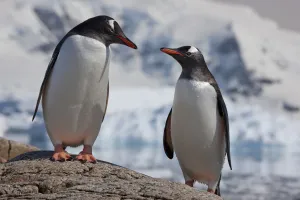 Two Gentoo penguins (Pygoscelis papua) on rock, Neko Harbour, Andvord Bay, Antarctic peninsula Two Gentoo penguins (Pygoscelis papua) on rock, Neko Harbour, Andvord Bay, Antarctic peninsula