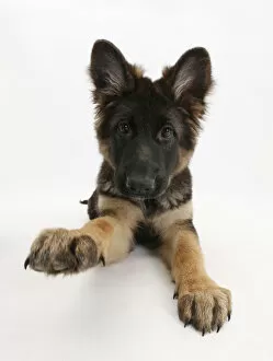 Animal Feet Collection: German Shepherd Dog bitch pup, Coco, 14 weeks old, with raised paw