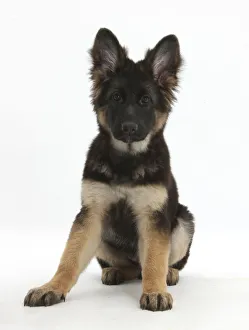 German Shepherd Dog bitch puppy age 14 weeks German Shepherd Dog bitch puppy age 14 weeks