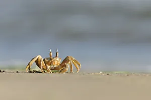 Ghost / Sand crab (Ocypode cursor) on beach, Dalyan Delta, Turkey, August 2009 Ghost / Sand crab (Ocypode cursor) on beach, Dalyan Delta, Turkey, August 2009