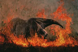 Giant anteater in grassland fire {Myremecophaga tridactyla} Emas NP, Brazil Giant anteater in grassland fire {Myremecophaga tridactyla} Emas NP, Brazil
