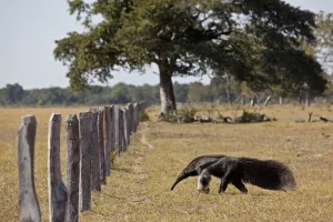 Giant Anteater (Myrmecophaga tridactyla) approaching livestock fence, Pantanal. Brazil Giant Anteater (Myrmecophaga tridactyla) approaching livestock fence, Pantanal. Brazil