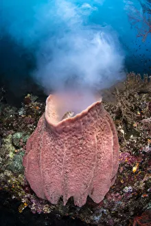 Giant barrel sponge (Xestospongia testudinaria) releases a large cloud of gametes as it Giant barrel sponge (Xestospongia testudinaria) releases a large cloud of gametes as it