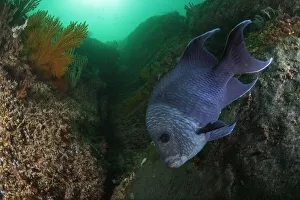 Giant damselfish (Microspathodon dorsalis) guarding egg mass, Coronado Island Giant damselfish (Microspathodon dorsalis) guarding egg mass, Coronado Island