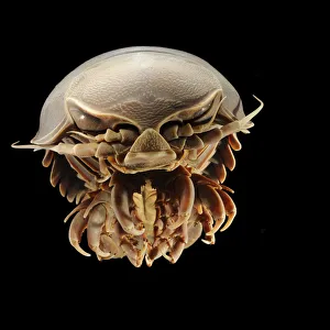 Giant deep-sea isopod (Bathynomus giganteus) Picture was taken in cooperation with Giant deep-sea isopod (Bathynomus giganteus) Picture was taken in cooperation with