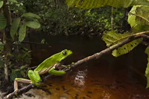 Giant leaf frog (Phyllomedusa bicolor) climbing along branch in rainforest, Iwokrama Reserve Giant leaf frog (Phyllomedusa bicolor) climbing along branch in rainforest, Iwokrama Reserve