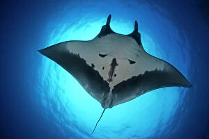 Underside Collection: Giant Manta Ray (Manta birostris), San Benedicto Island, Revillagigedo Archipelago