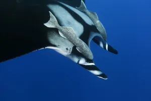 Giant Manta Ray (Manta birostris), with Remoras (Echeneididae) Socorro Island Giant Manta Ray (Manta birostris), with Remoras (Echeneididae) Socorro Island