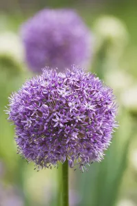 Giant onion in flower (Allium giganteum), cultivated in Botanical Garden Brunswick Giant onion in flower (Allium giganteum), cultivated in Botanical Garden Brunswick