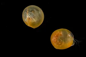 Giant ostracod {Gigantocypris mulleri} from between 867 and 1805m, Mid-Atlantic Ridge Giant ostracod {Gigantocypris mulleri} from between 867 and 1805m, Mid-Atlantic Ridge