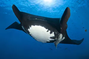 Giant Pacific Manta Ray (Manta birostris) portrait with Remora fish (Echeneididae) Roca Partida Giant Pacific Manta Ray (Manta birostris) portrait with Remora fish (Echeneididae) Roca Partida
