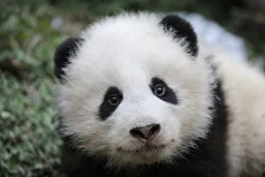 Giant panda (Ailuropoda melanoleuca) baby, aged 5 months, Wolong Nature Reserve, China Giant panda (Ailuropoda melanoleuca) baby, aged 5 months, Wolong Nature Reserve, China