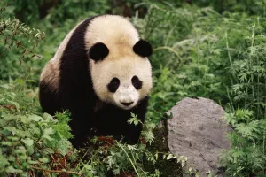 Giant panda {Ailuropoda melanoleuca} Qionglai Mts, Sichaun, China Giant panda {Ailuropoda melanoleuca} Qionglai Mts, Sichaun, China