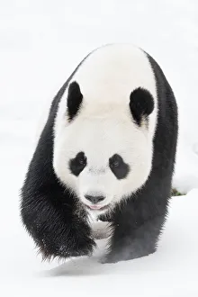 Giant panda (Ailuropoda melanoleuca) in snow, captive Giant panda (Ailuropoda melanoleuca) in snow, captive
